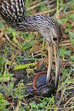 Limpkin